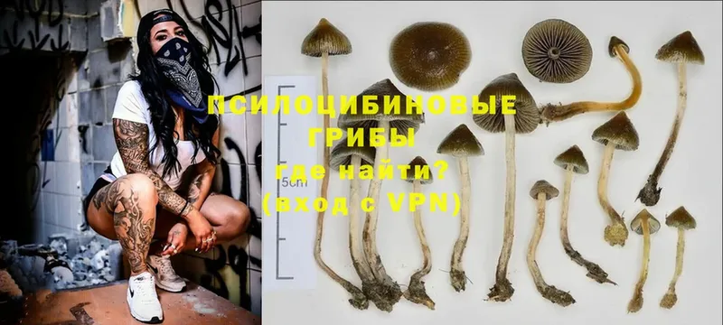 магазин  наркотиков  Горно-Алтайск  Галлюциногенные грибы Psilocybine cubensis 